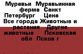 Муравьи, Муравьинная ферма. Санкт-Петербург. › Цена ­ 550 - Все города Животные и растения » Другие животные   . Псковская обл.,Псков г.